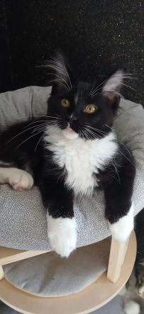 4 süße reinrassige Maine Coon Mädchen suchen neues Zuhause