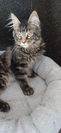 4 süße reinrassige Maine Coon Mädchen suchen neues Zuhause