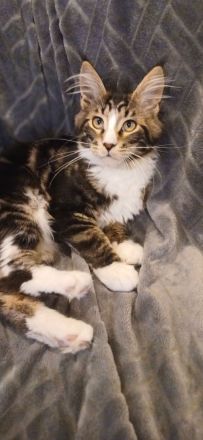 4 süße reinrassige Maine Coon Mädchen suchen neues Zuhause