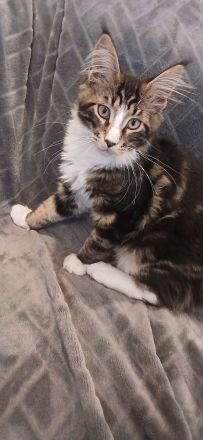 4 süße reinrassige Maine Coon Mädchen suchen neues Zuhause