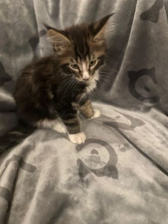 5 Süße Maine-Coon Kitten-Mädchen suchen ein neues zuhause