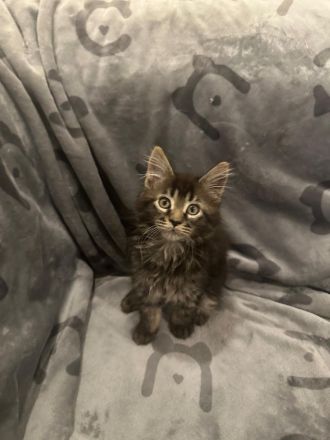 5 Süße Maine-Coon Kitten-Mädchen suchen ein neues zuhause