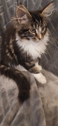 4 süße reinrassige Maine Coon Mädchen suchen neues Zuhause