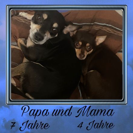 7 kleine Chihuahua-rehpinscher Welpen