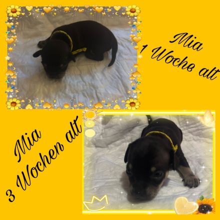 7 kleine Chihuahua-rehpinscher Welpen