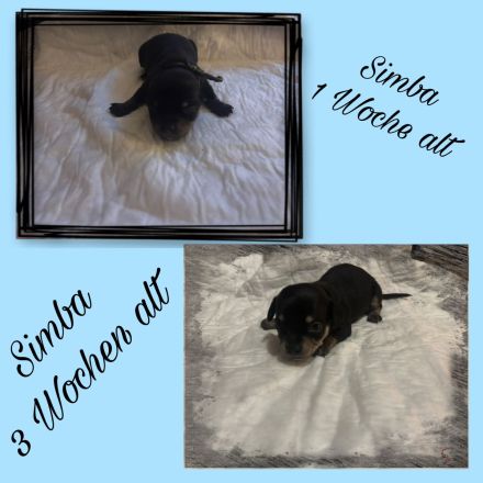 7 kleine Chihuahua-rehpinscher Welpen