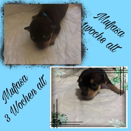 7 kleine Chihuahua-rehpinscher Welpen