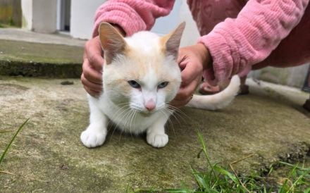 Freigänger Levi ist ein Kuschelkater