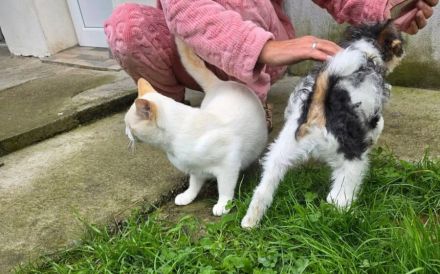 Freigänger Levi ist ein Kuschelkater