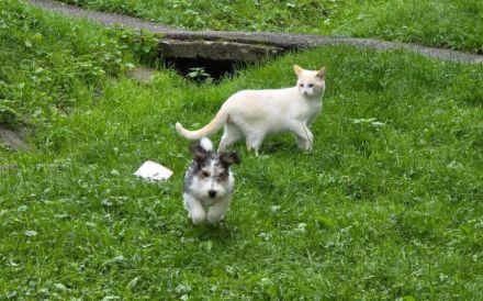 Freigänger Levi ist ein Kuschelkater