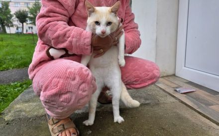 Freigänger Levi ist ein Kuschelkater