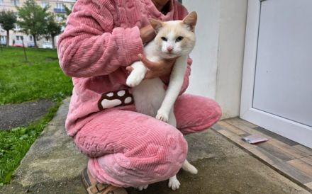 Freigänger Levi ist ein Kuschelkater