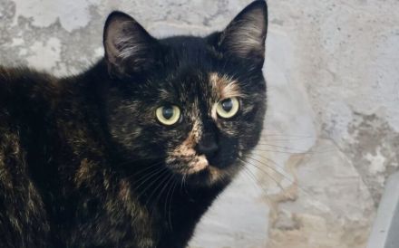 Scheue Renia sucht Zuhause als Zweitkatze