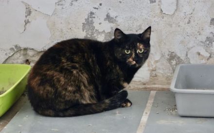 Scheue Renia sucht Zuhause als Zweitkatze