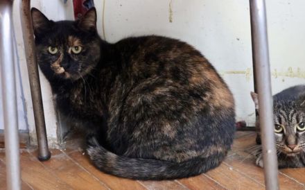 Scheue Renia sucht Zuhause als Zweitkatze