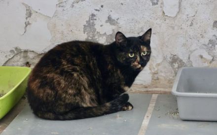 Scheue Renia sucht Zuhause als Zweitkatze