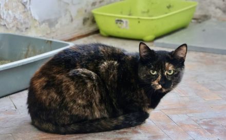 Scheue Renia sucht Zuhause als Zweitkatze