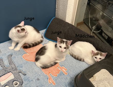 3 EKH Babykatzen