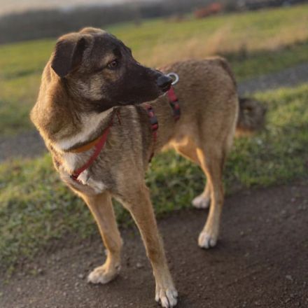 Bootsmann, auf PS in Boppard, ein fröhlicher, schon erzogener Jungspund