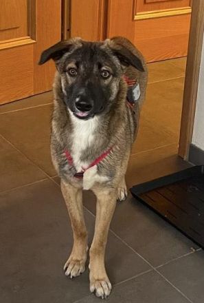 Bootsmann, auf PS in Boppard, ein fröhlicher, schon erzogener Jungspund