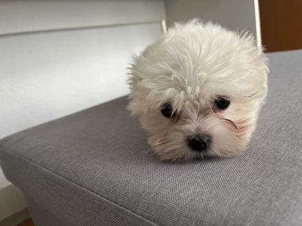 Malteser Welpen