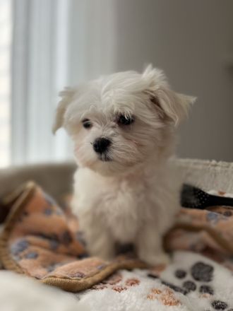 Malteser Welpen