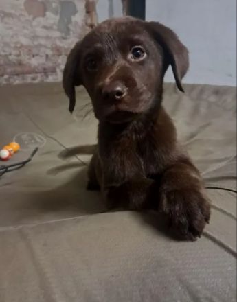 Labrador Welpen Schokobraun