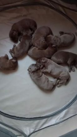 Labrador Welpen Schokobraun