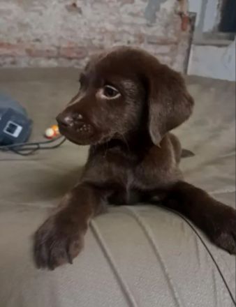 Labrador Welpen Schokobraun