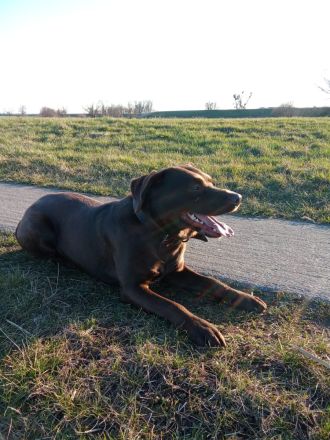 Labrador Welpen Schokobraun