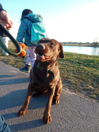 Labrador Welpen Schokobraun