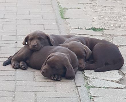 Labrador Welpen Schokobraun