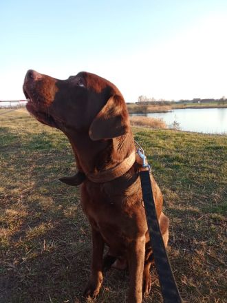Labrador Welpen Schokobraun