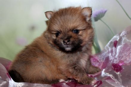 Wundervolle Zwergspitz Pomeranian Welpen mit Ahnentafel aus liebevoller Familienaufzucht