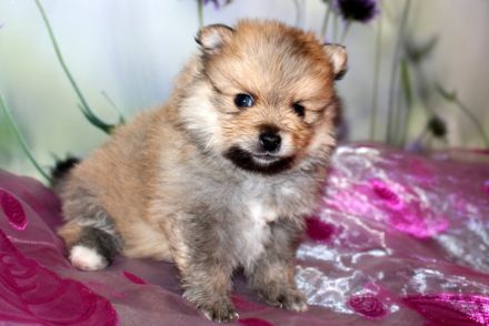 Wundervolle Zwergspitz Pomeranian Welpen mit Ahnentafel aus liebevoller Familienaufzucht