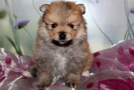 Wundervolle Zwergspitz Pomeranian Welpen mit Ahnentafel aus liebevoller Familienaufzucht