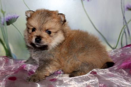 Wundervolle Zwergspitz Pomeranian Welpen mit Ahnentafel aus liebevoller Familienaufzucht