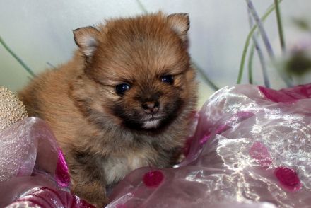 Wundervolle Zwergspitz Pomeranian Welpen mit Ahnentafel aus liebevoller Familienaufzucht