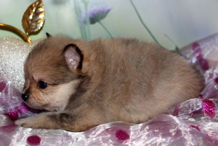 Wundervolle Zwergspitz Pomeranian Welpen mit Ahnentafel aus liebevoller Familienaufzucht