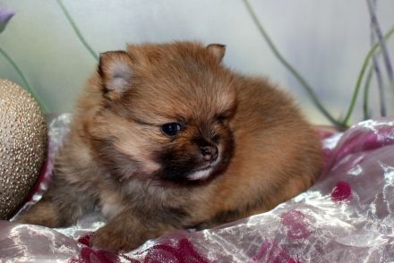 Wundervolle Zwergspitz Pomeranian Welpen mit Ahnentafel aus liebevoller Familienaufzucht
