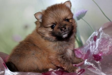 Wundervolle Zwergspitz Pomeranian Welpen mit Ahnentafel aus liebevoller Familienaufzucht