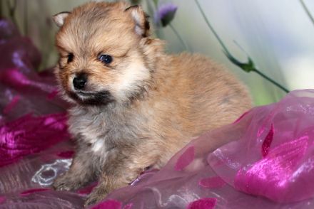 Wundervolle Zwergspitz Pomeranian Welpen mit Ahnentafel aus liebevoller Familienaufzucht