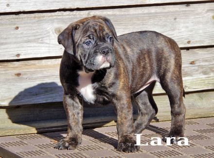 Continental Bulldog Welpen aus deutscher Vereinszucht mit Ahnentafel
