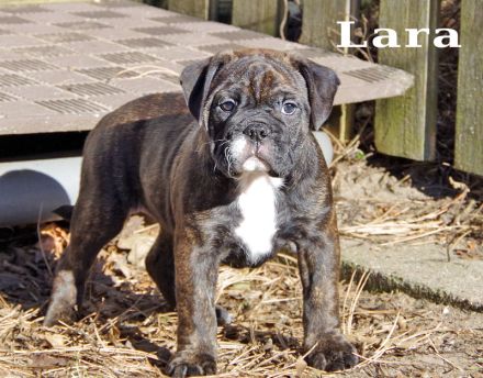 Continental Bulldog Welpen aus deutscher Vereinszucht mit Ahnentafel