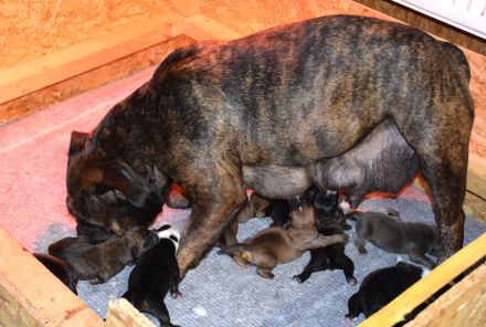 Continental Bulldog Welpen aus deutscher Vereinszucht mit Ahnentafel