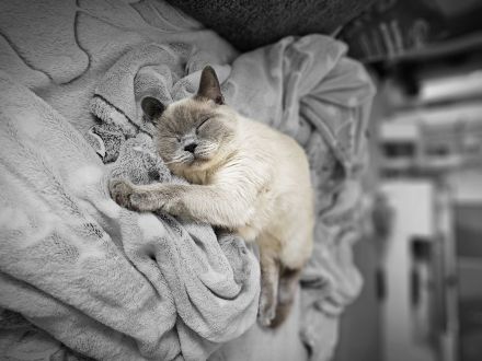 BKH Kitten zu verkaufen! 550VB