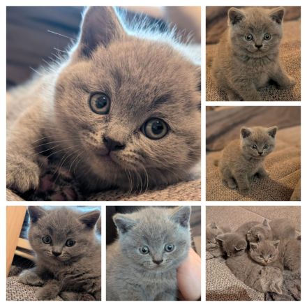 BKH Kitten zu verkaufen! 550VB