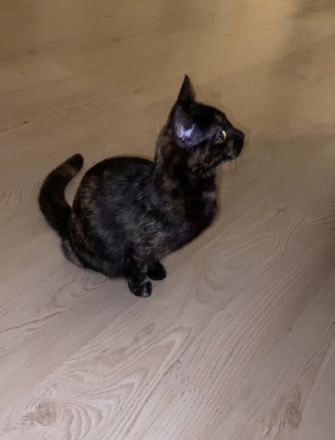 Mischlingskitten - EKH & BKH ❤️