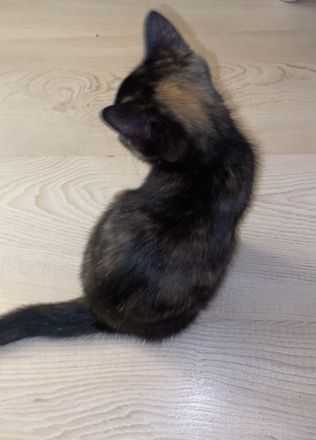 Mischlingskitten - EKH & BKH ❤️