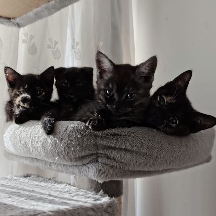 Mischlingskitten - EKH & BKH ❤️